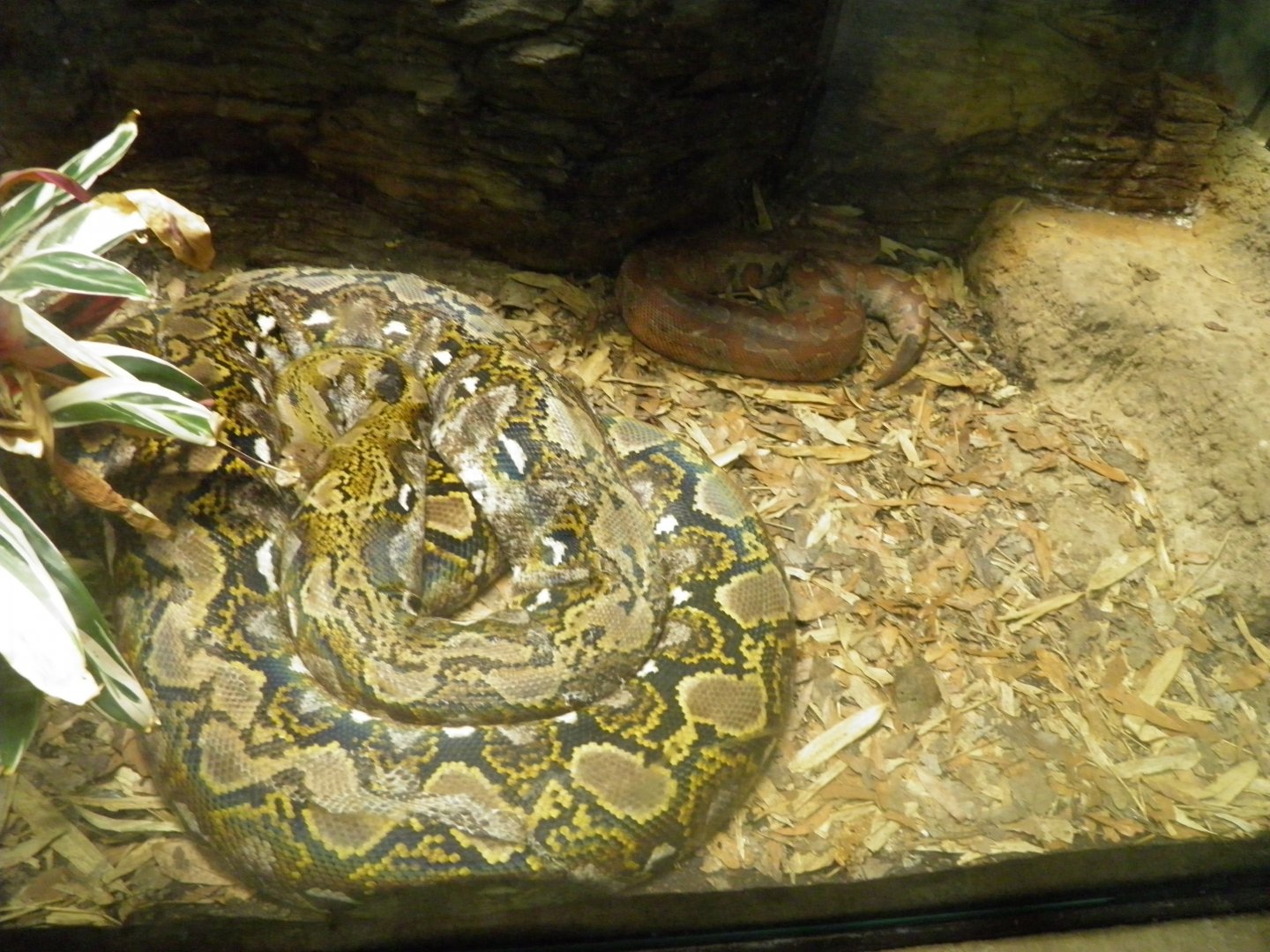 Reticulated python and Blood python