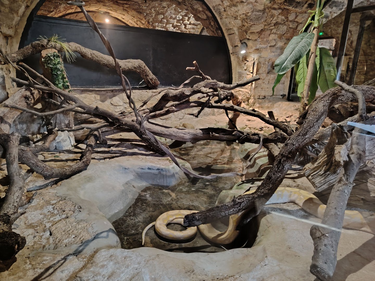 Reticulated python and Burmese python Terrarium