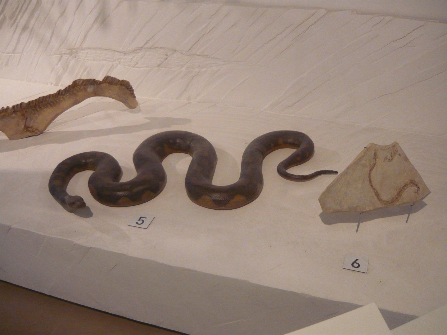 Reticulated python and Pachyrhachis