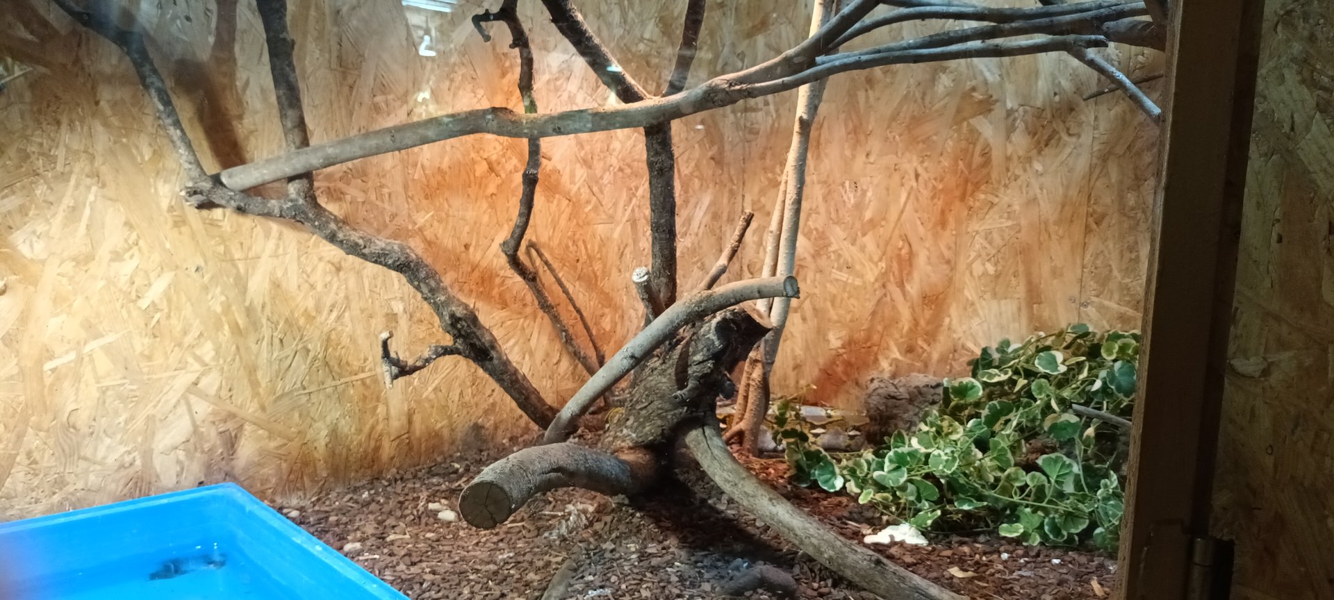 Reticulated Python and Tokay Habitat