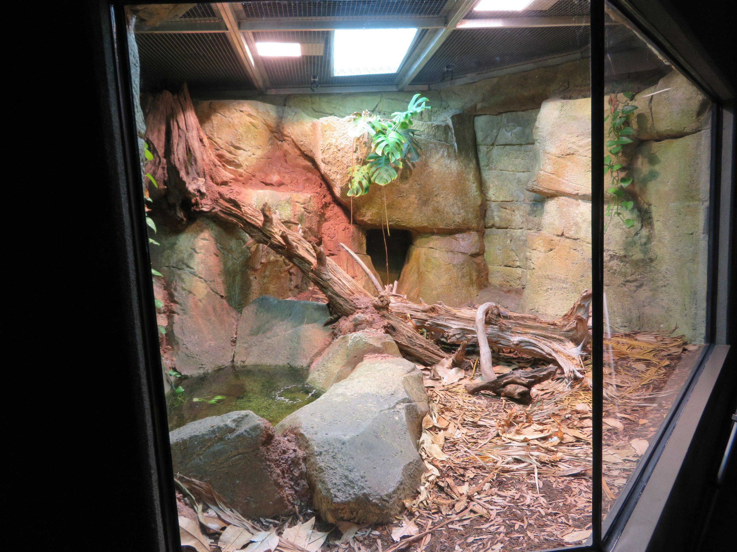 Reticulated Python/Asian Toad Exhibit