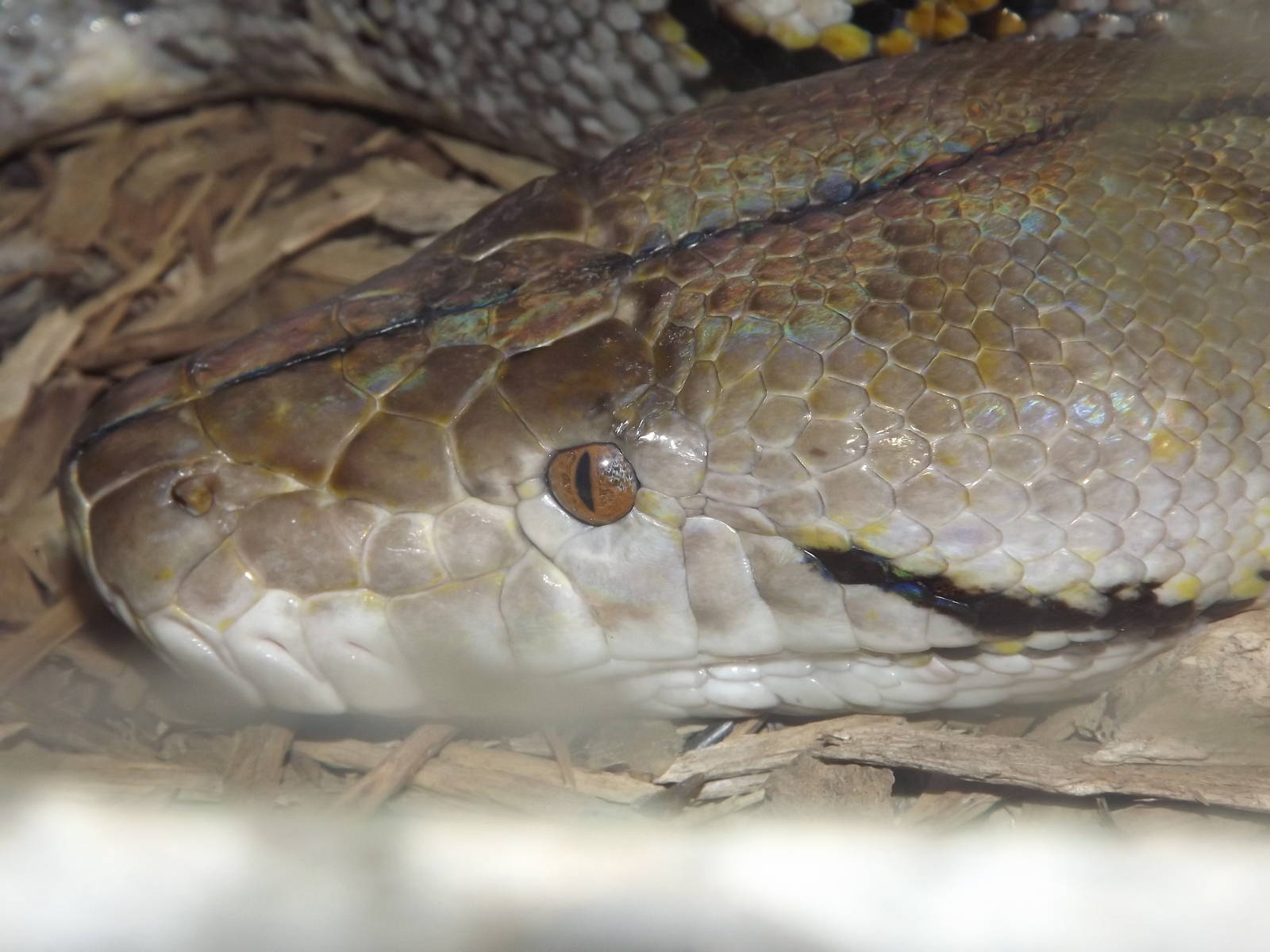 Reticulated Python at Blackpool Zoo 11/03/12