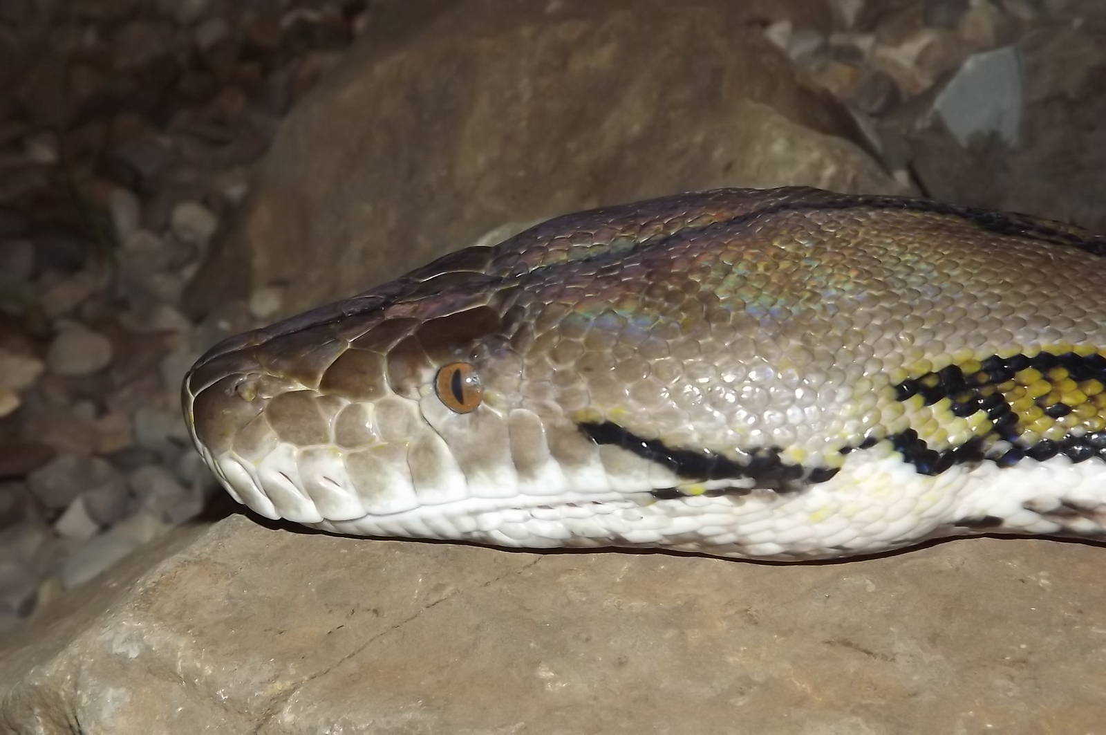 Reticulated Python at Blackpool Zoo 16/06/12