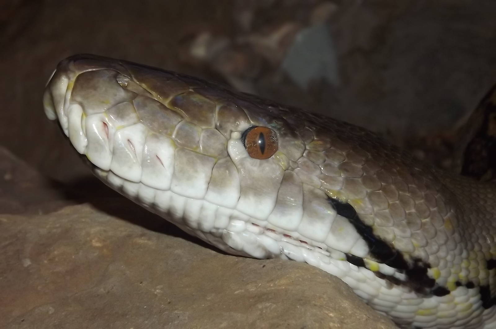 Reticulated Python at Blackpool Zoo 17/06/12