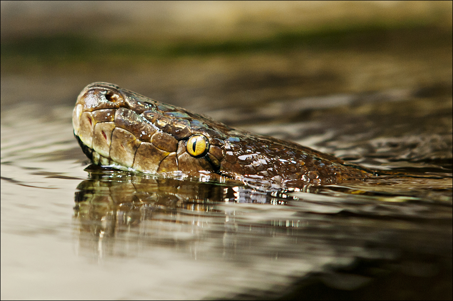 Reticulated python at Hamburg
