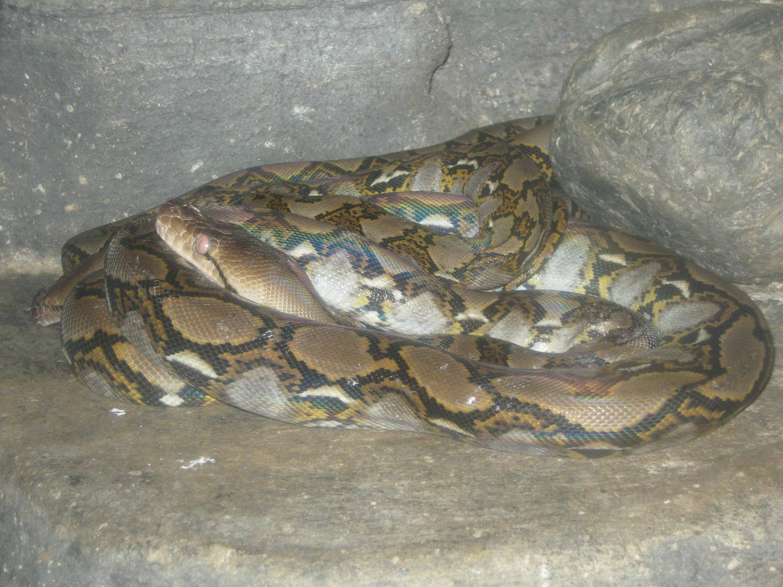 reticulated python at the Reptile Park