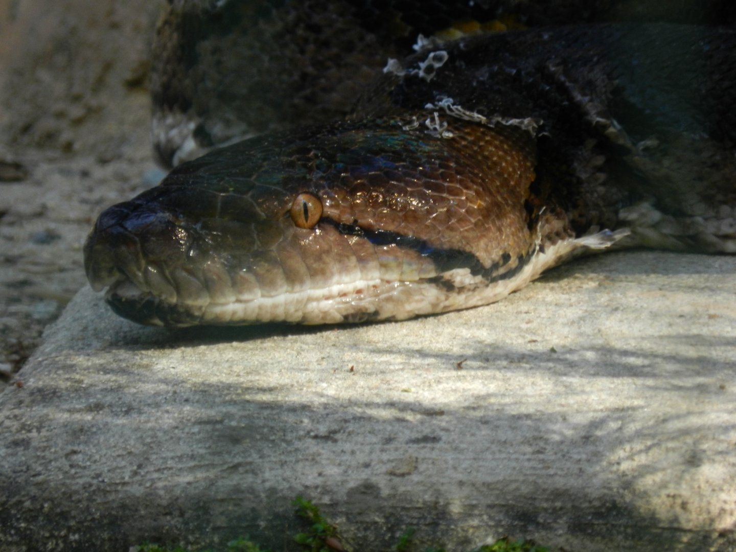 Reticulated python - Belo Horizonte zoo