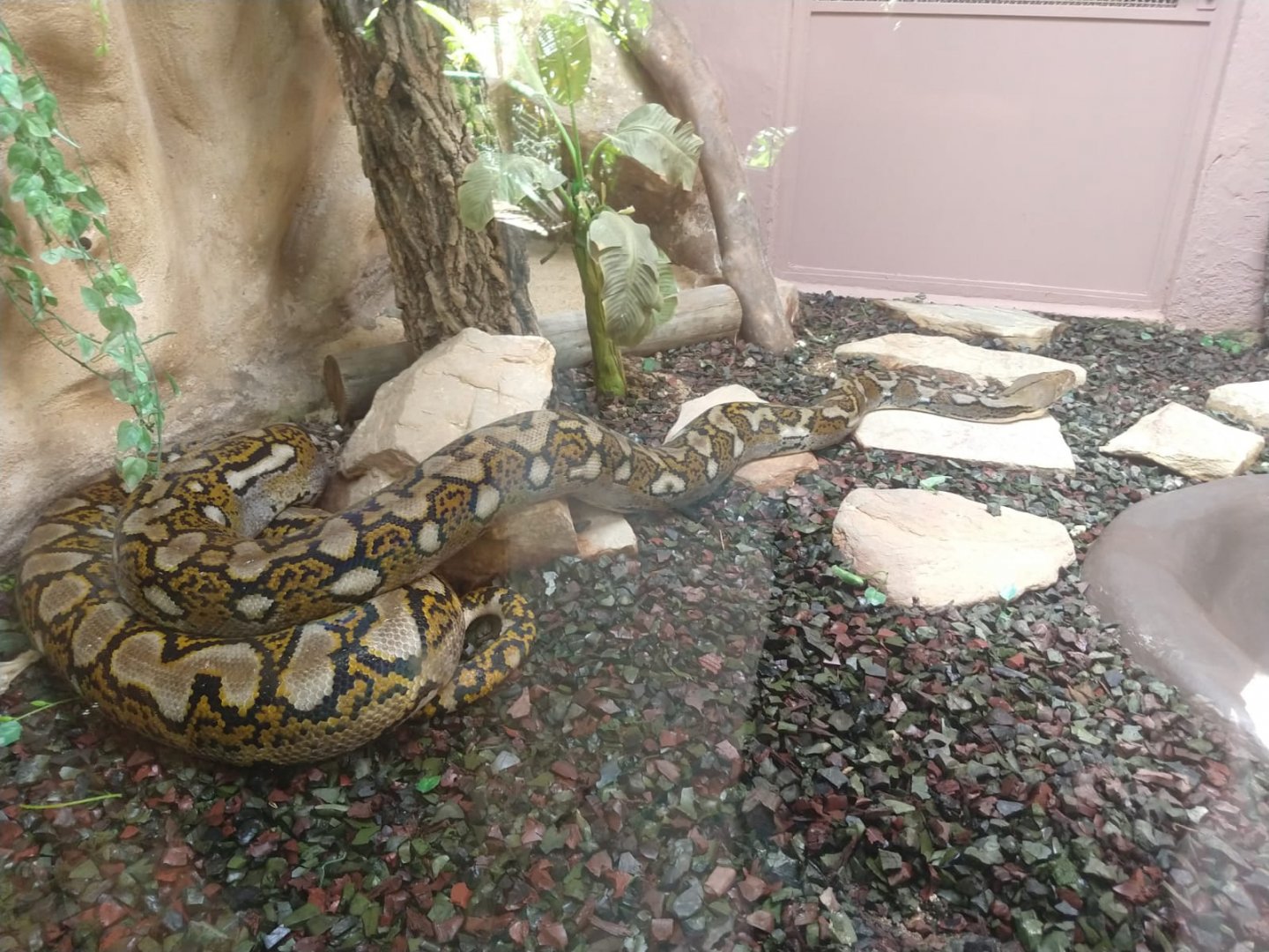 Reticulated python - Belo Horizonte zoo