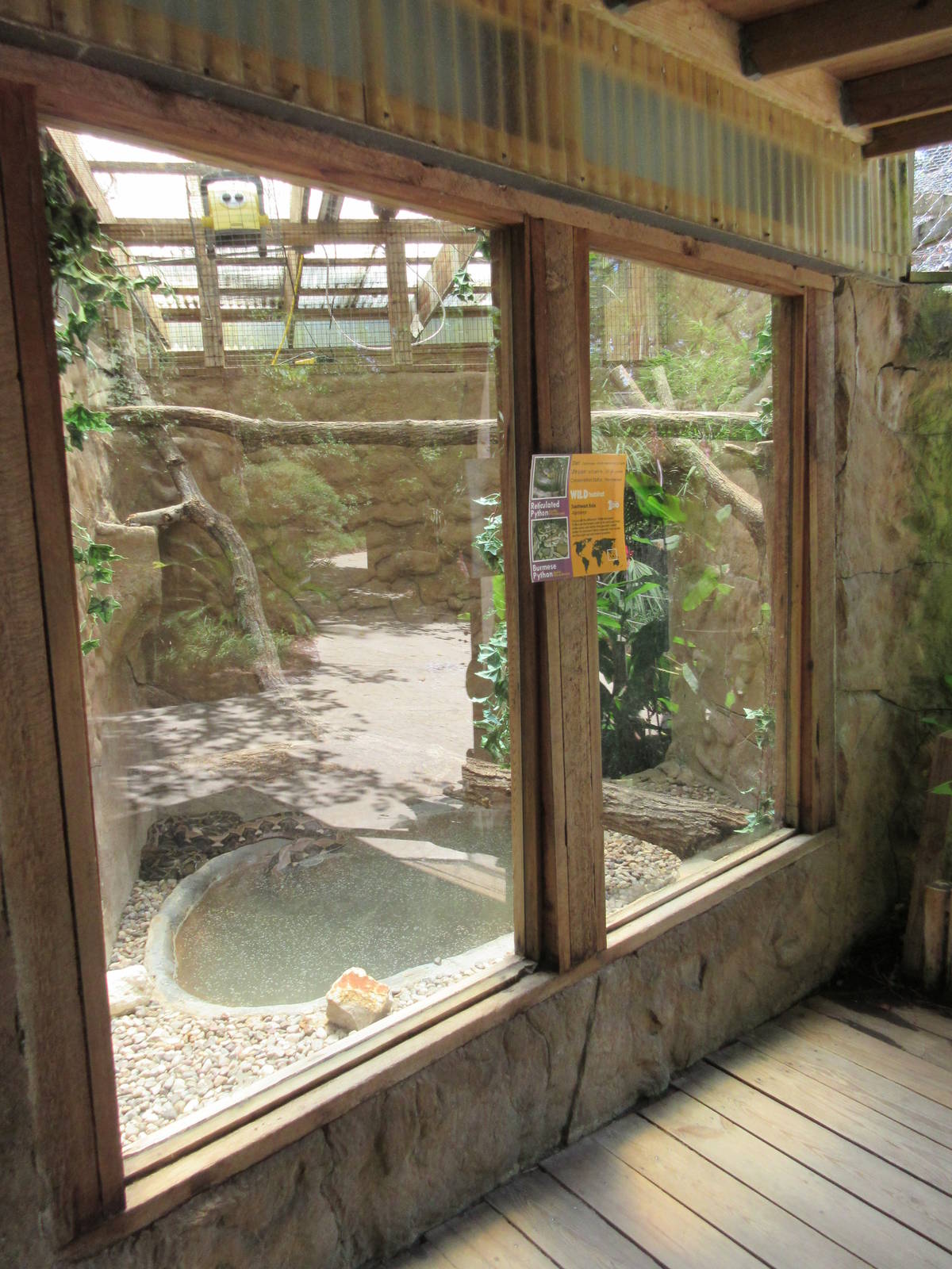 Reticulated Python/Burmese Python Exhibit