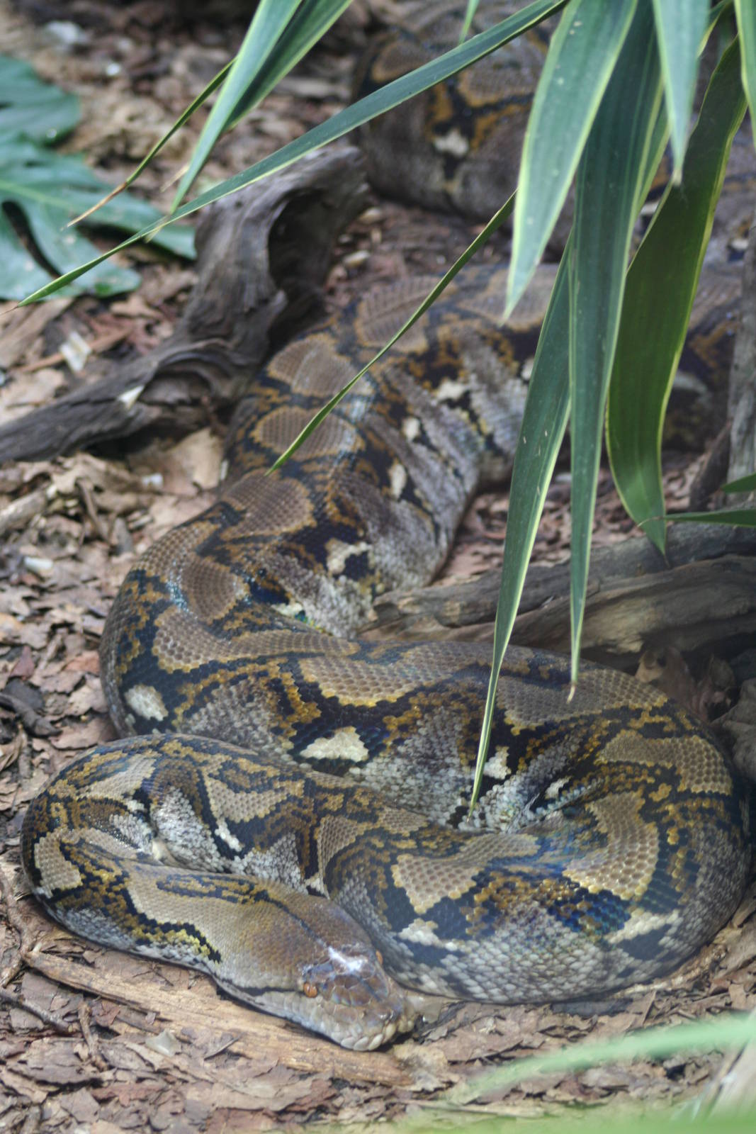 Reticulated Python @ Chester; 01.07.2011