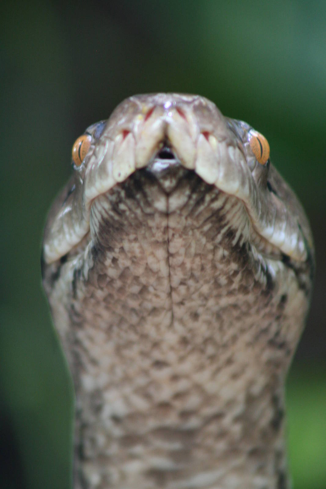 Reticulated Python @ Chester; 02.04.2015