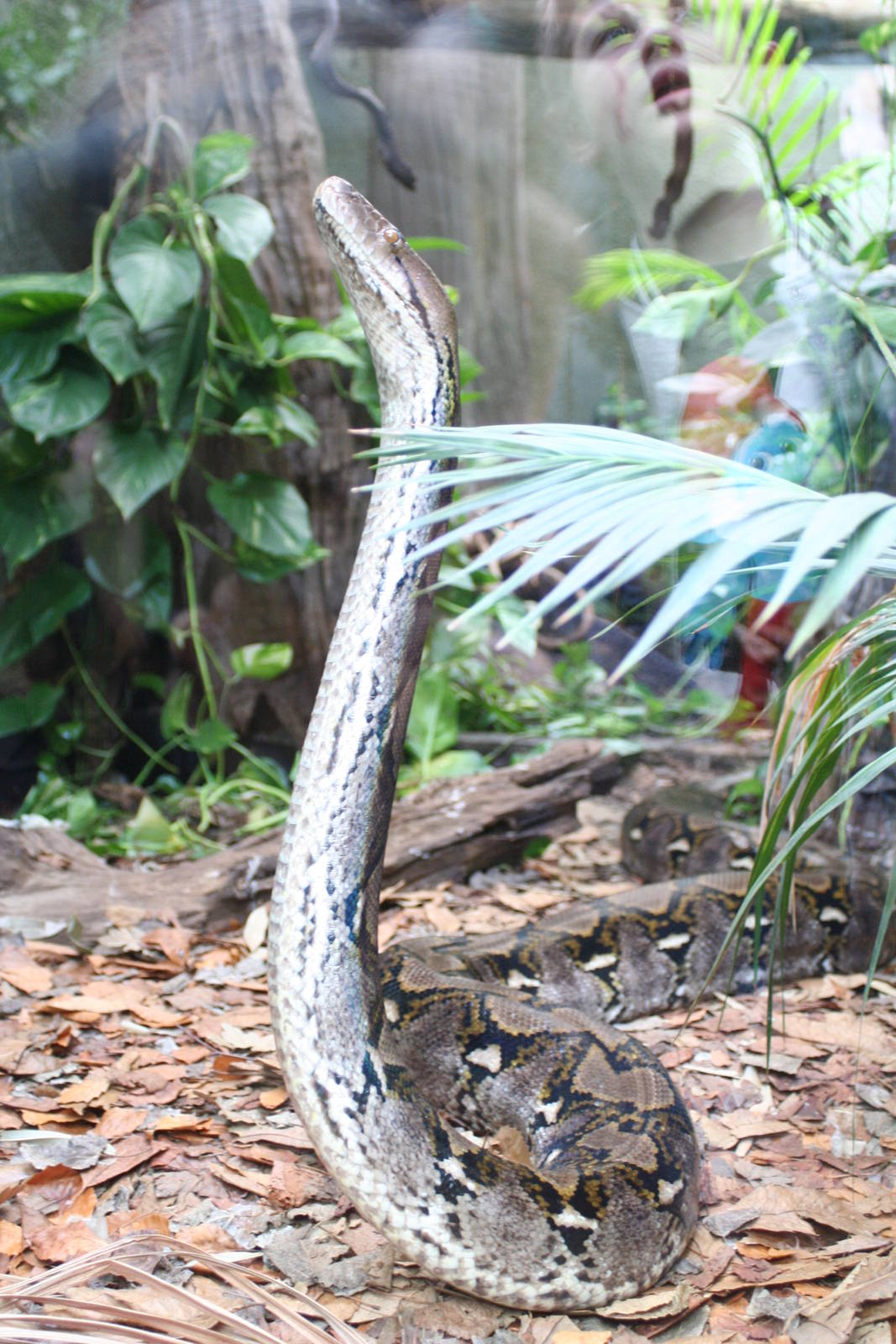 Reticulated Python @ Chester; 02.04.2015