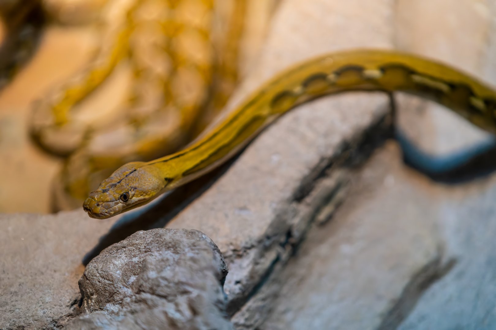 Reticulated Python - Colour Morph - Malayopython reticulatus - Reptile & Nocturnal Tunnel