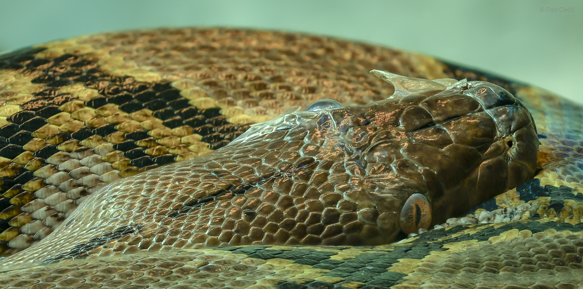 Reticulated python : Crocodiles of the World : 14 Mar 2025