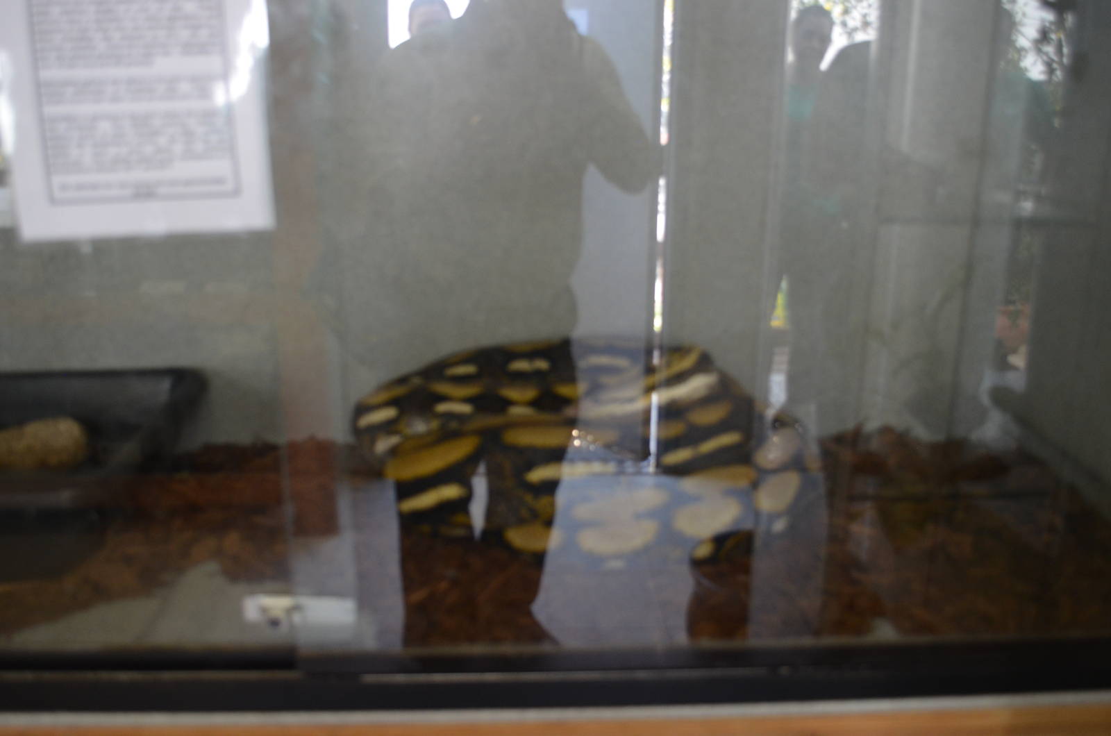 Reticulated Python: DaisyMae