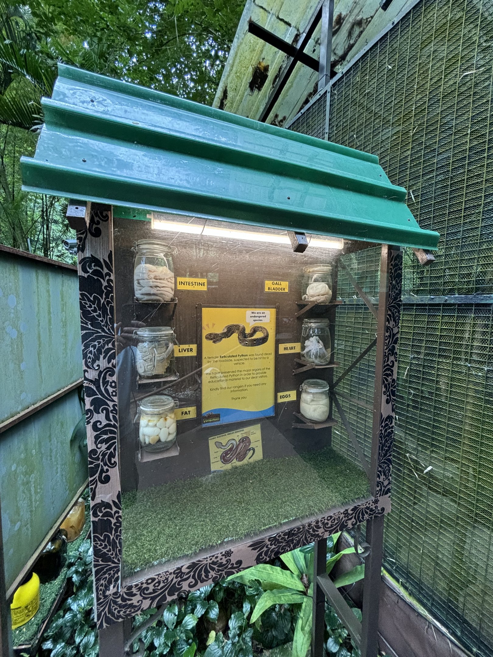 Reticulated Python Display - Lost World of Tambun