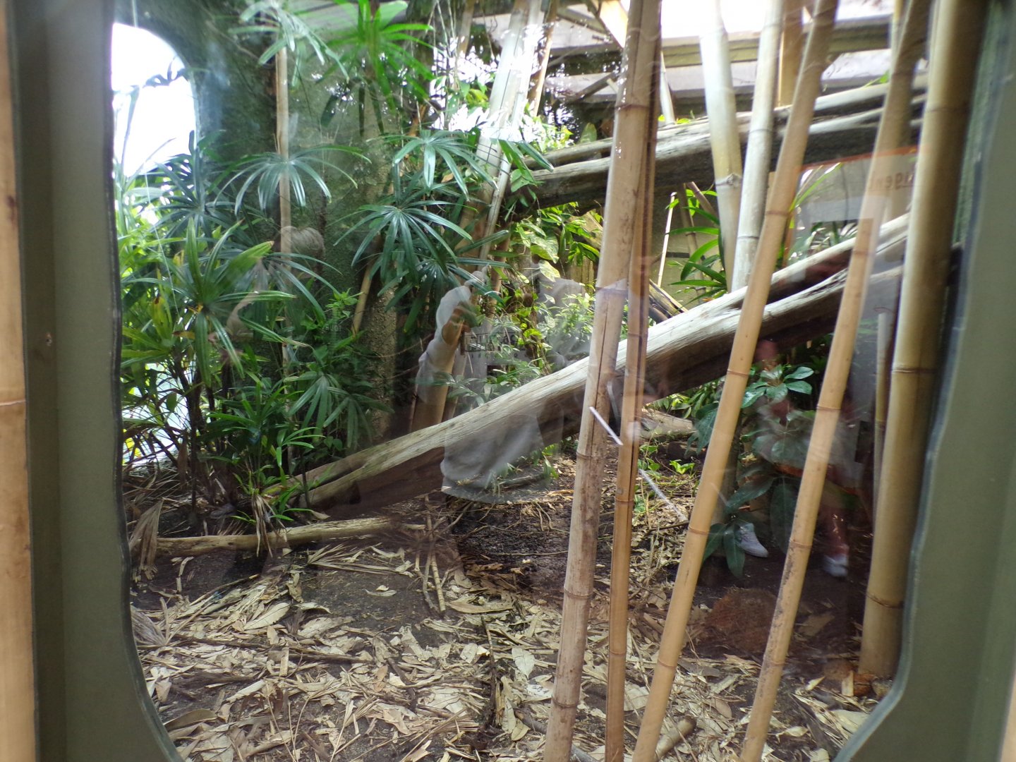Reticulated python enclosure 29.6.24