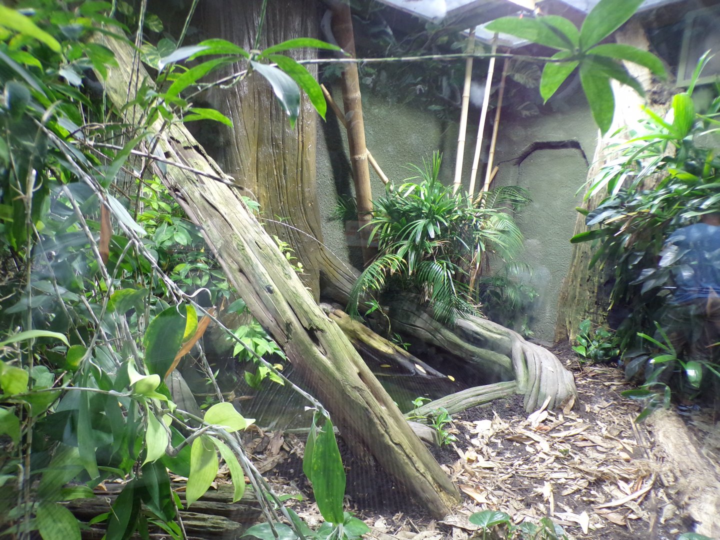 Reticulated python enclosure 29.6.24