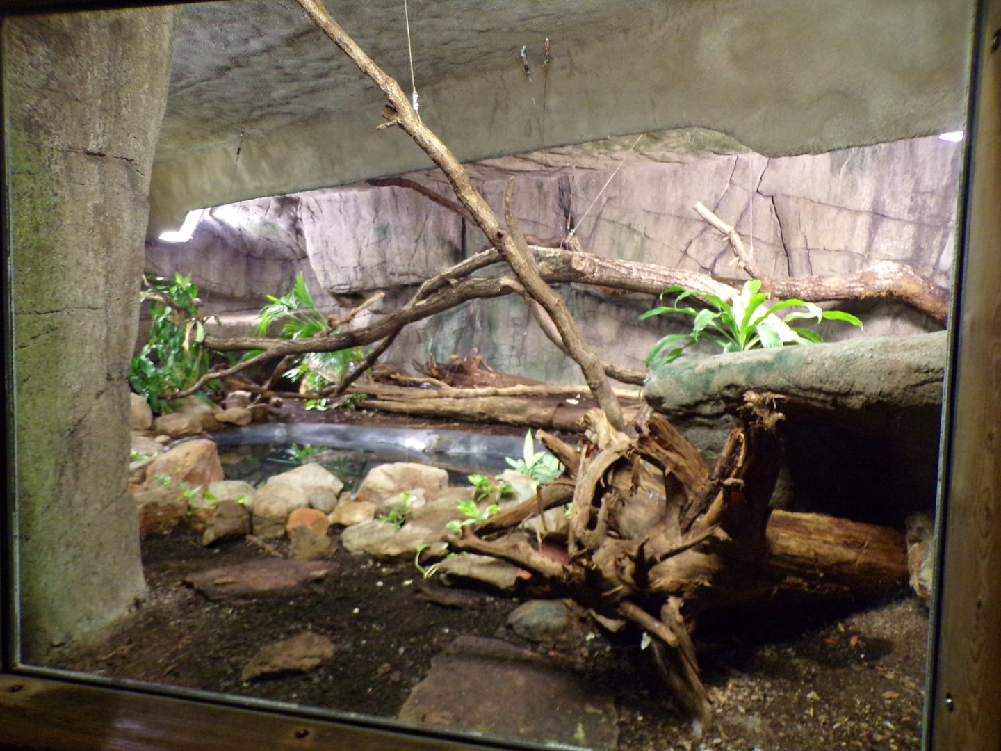 Reticulated python enclosure 6.7.23