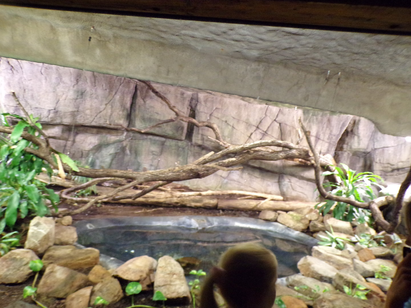 Reticulated python enclosure 6.7.23