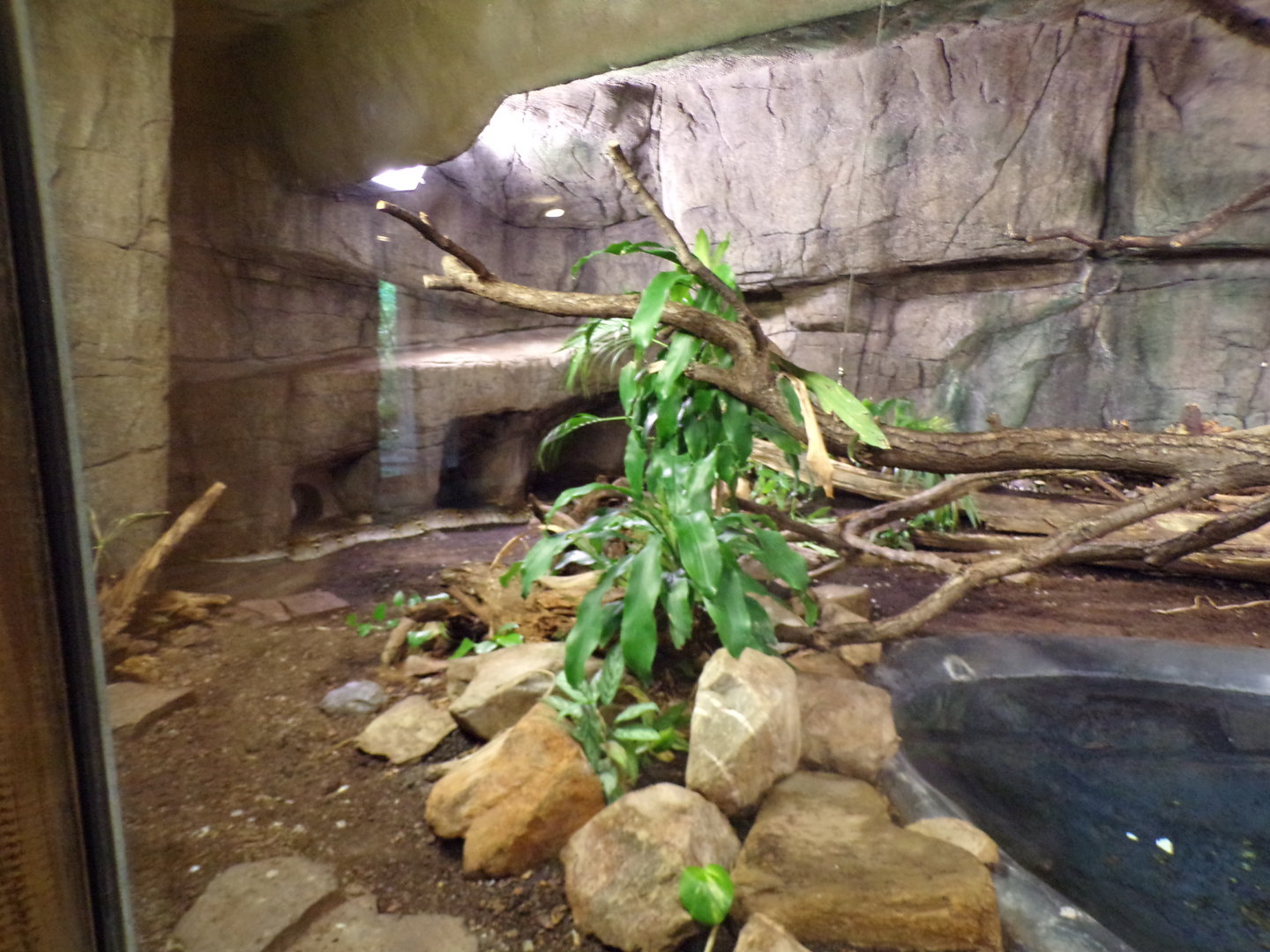 Reticulated python enclosure 6.7.23