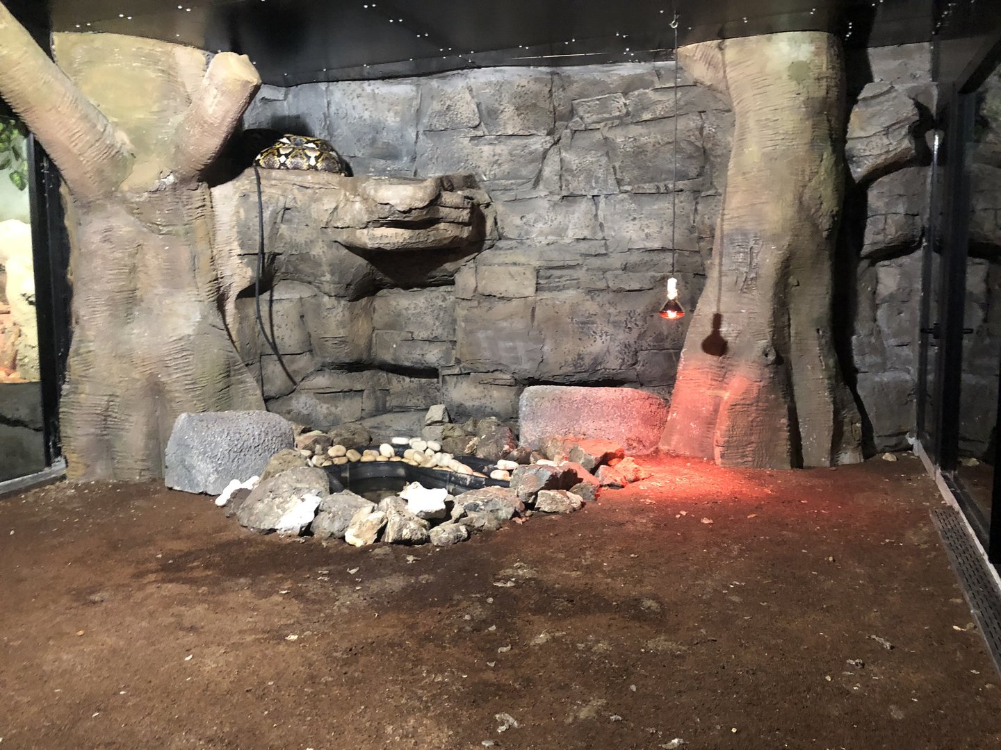 Reticulated Python Enclosure at Aqua Vega