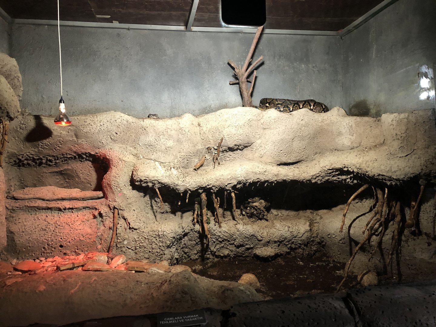 Reticulated Python Enclosure at Aqua Vega