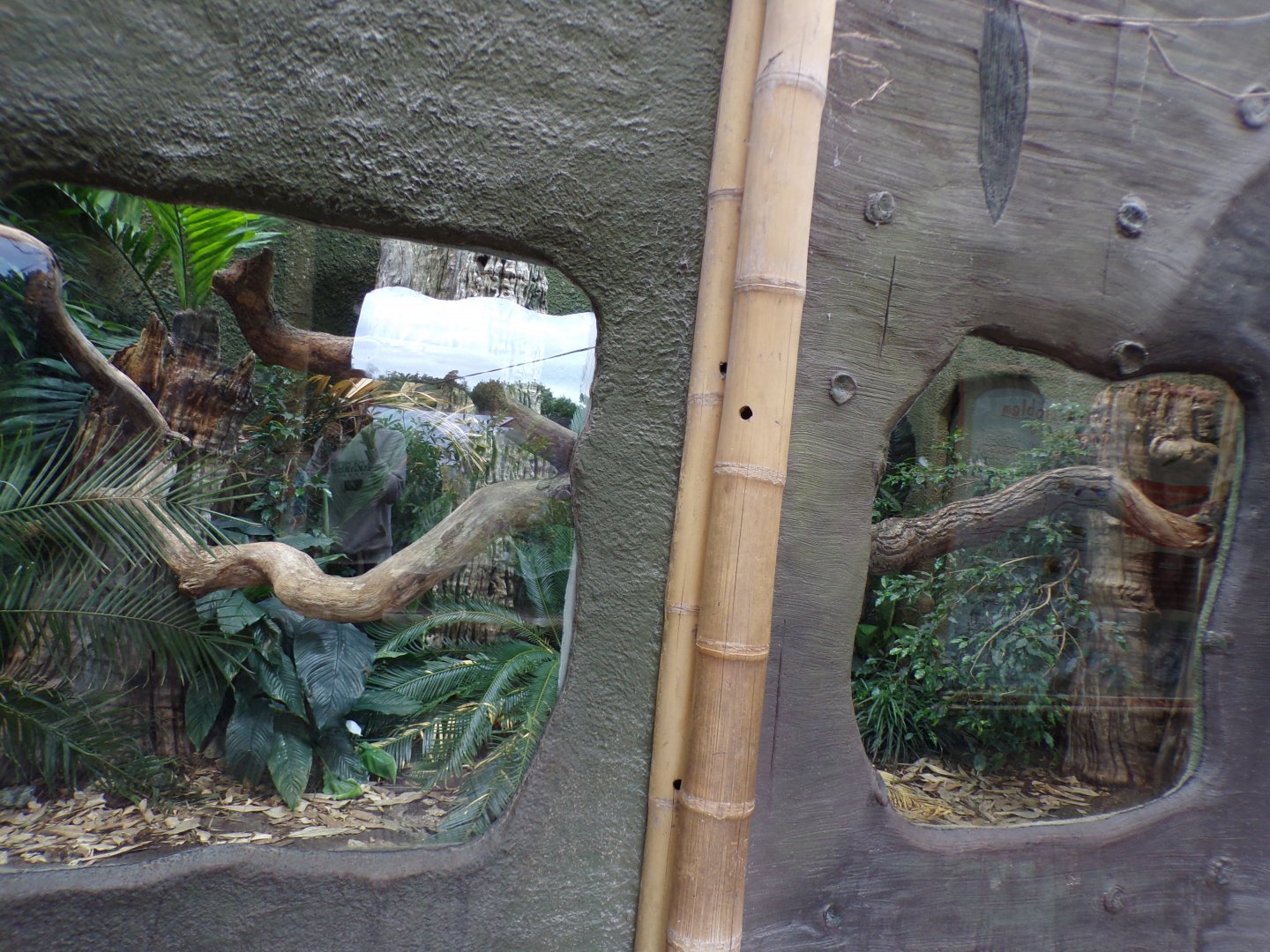Reticulated python enclosure (maybe?) 29.6.24