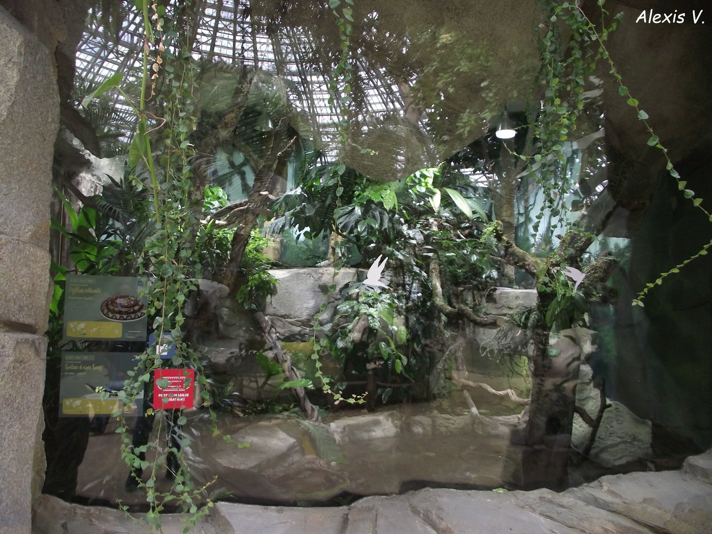 Reticulated Python enclosure - Zooparc de Beauval - 05/2021