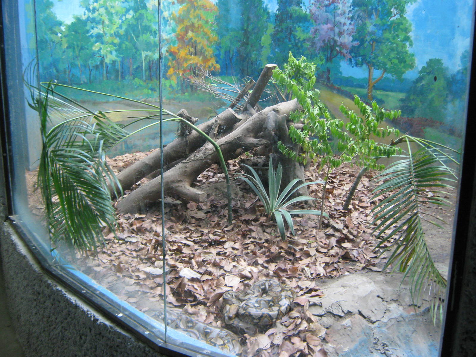 Reticulated Python enclosure