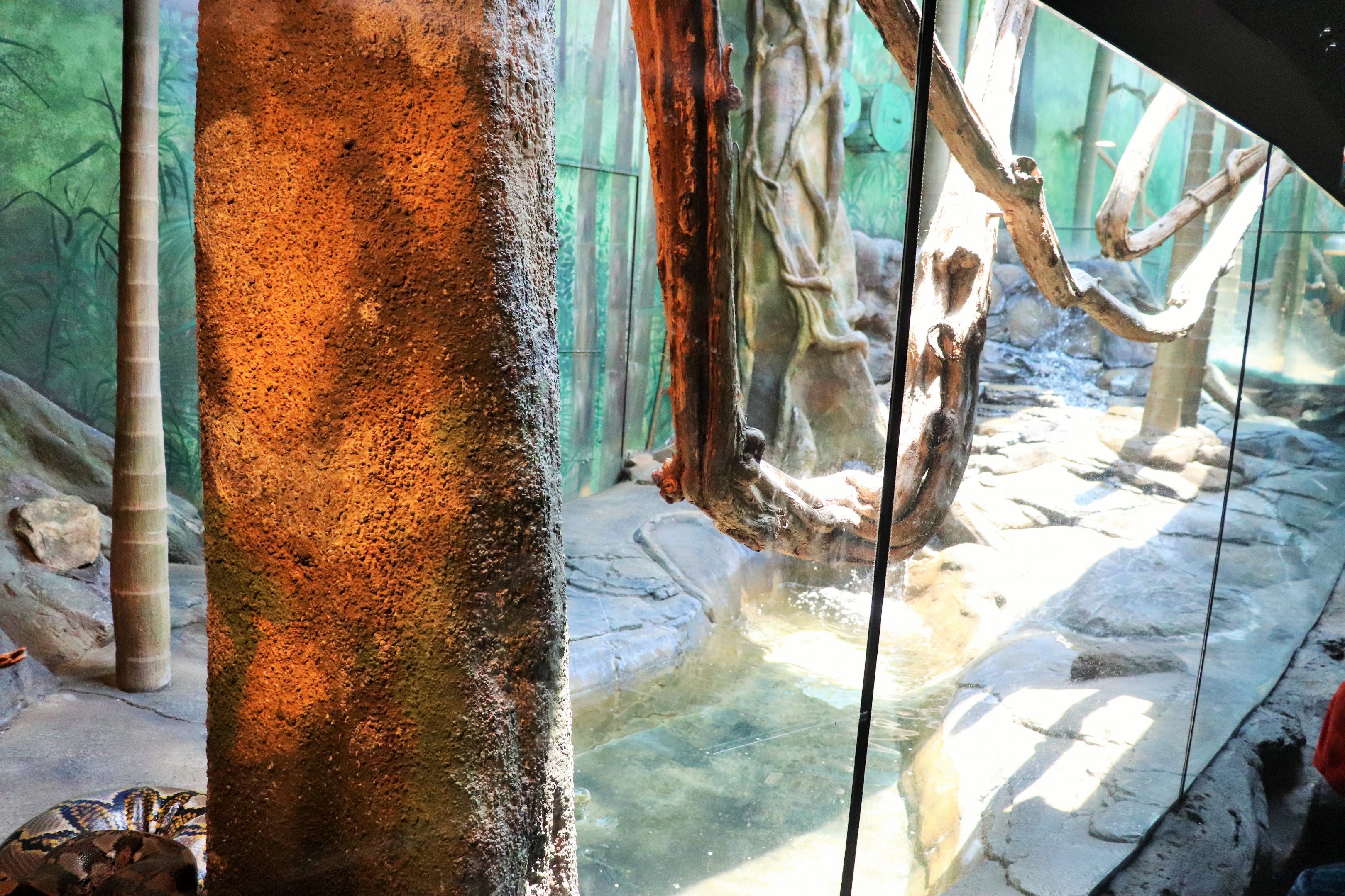 Reticulated Python Enclosure