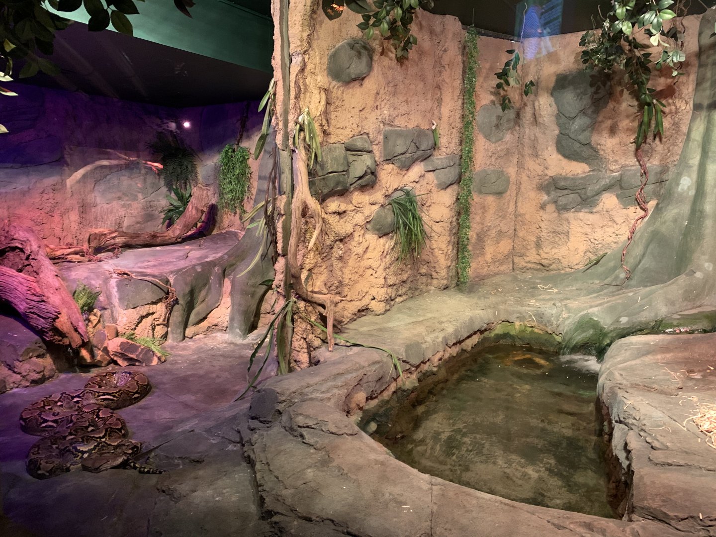 Reticulated Python Enclosure