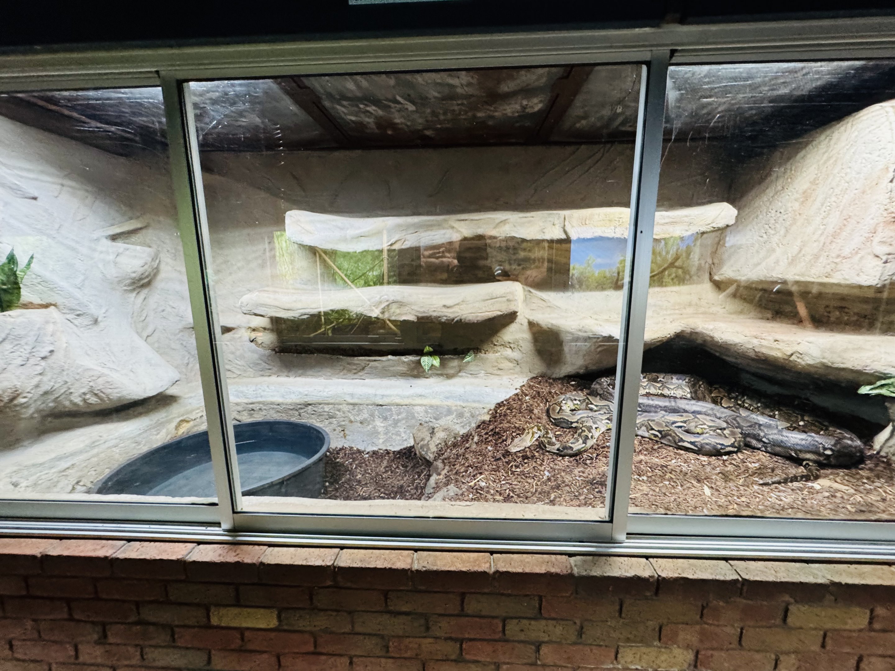 Reticulated python enclosure