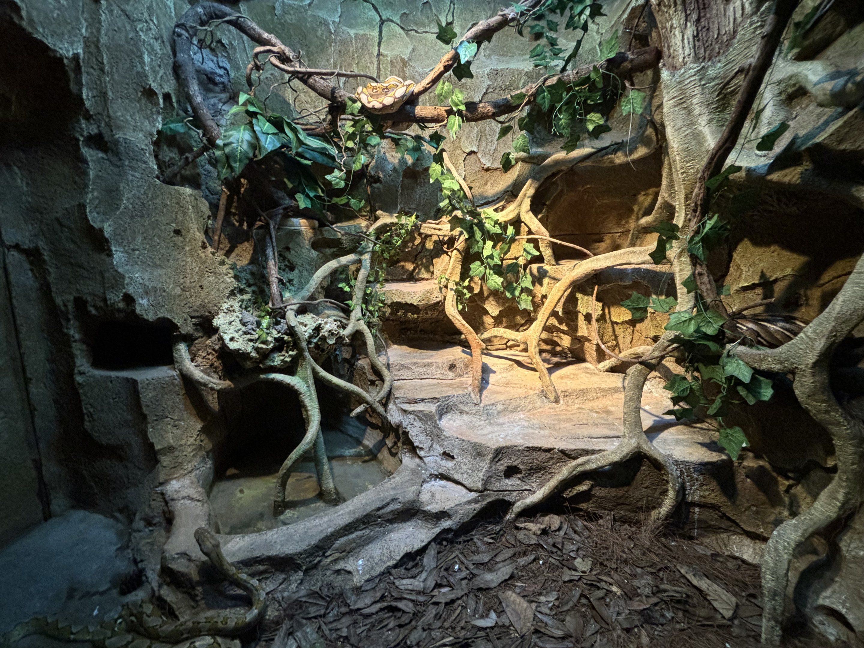 Reticulated Python Exhibit #1 - Reptile Tunnel