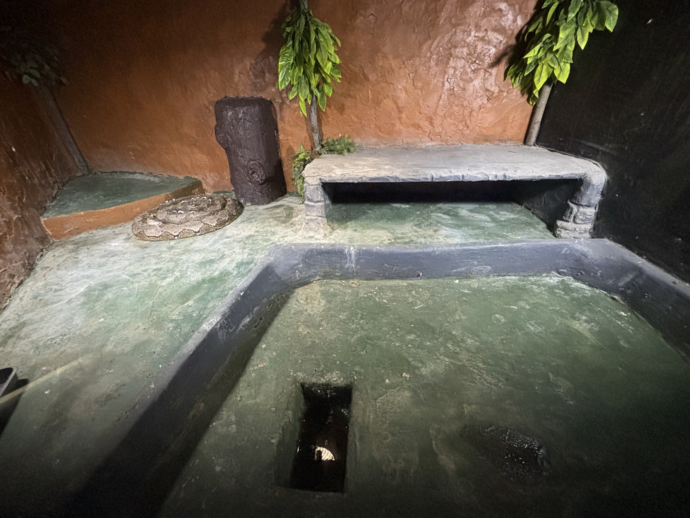 Reticulated Python Exhibit #1