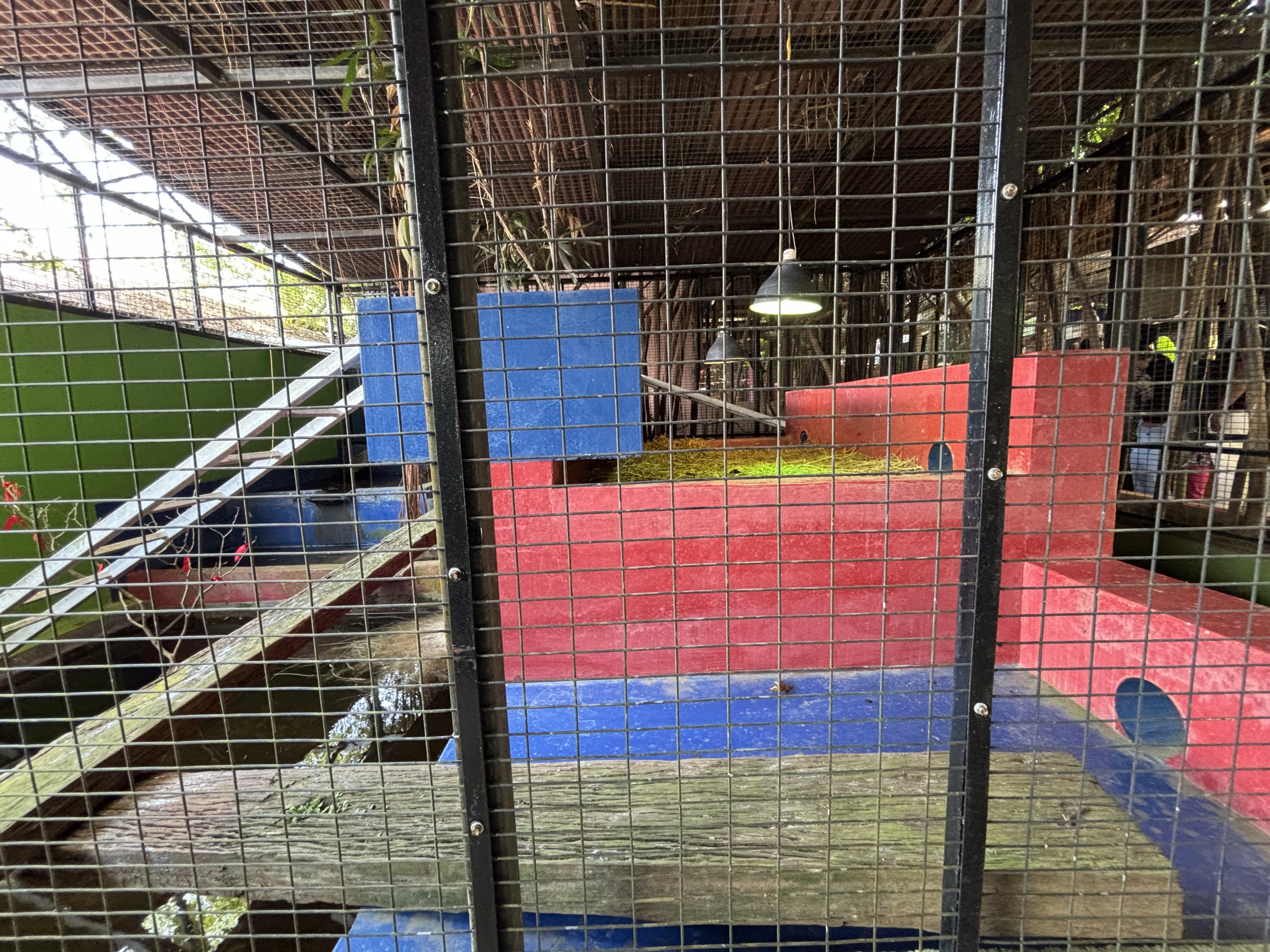 Reticulated Python Exhibit #1