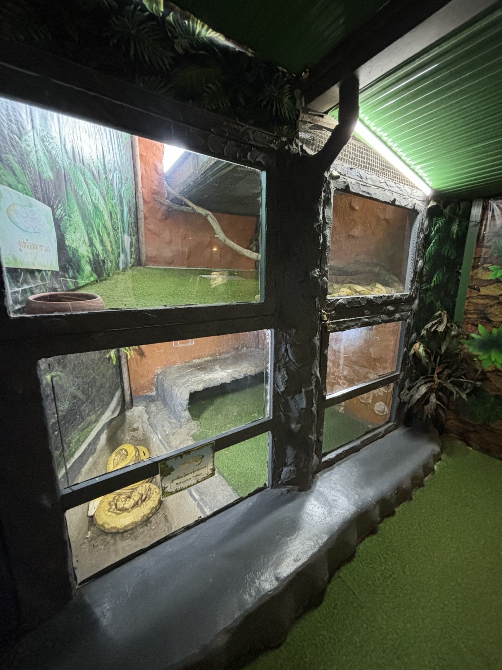 Reticulated Python Exhibit #2