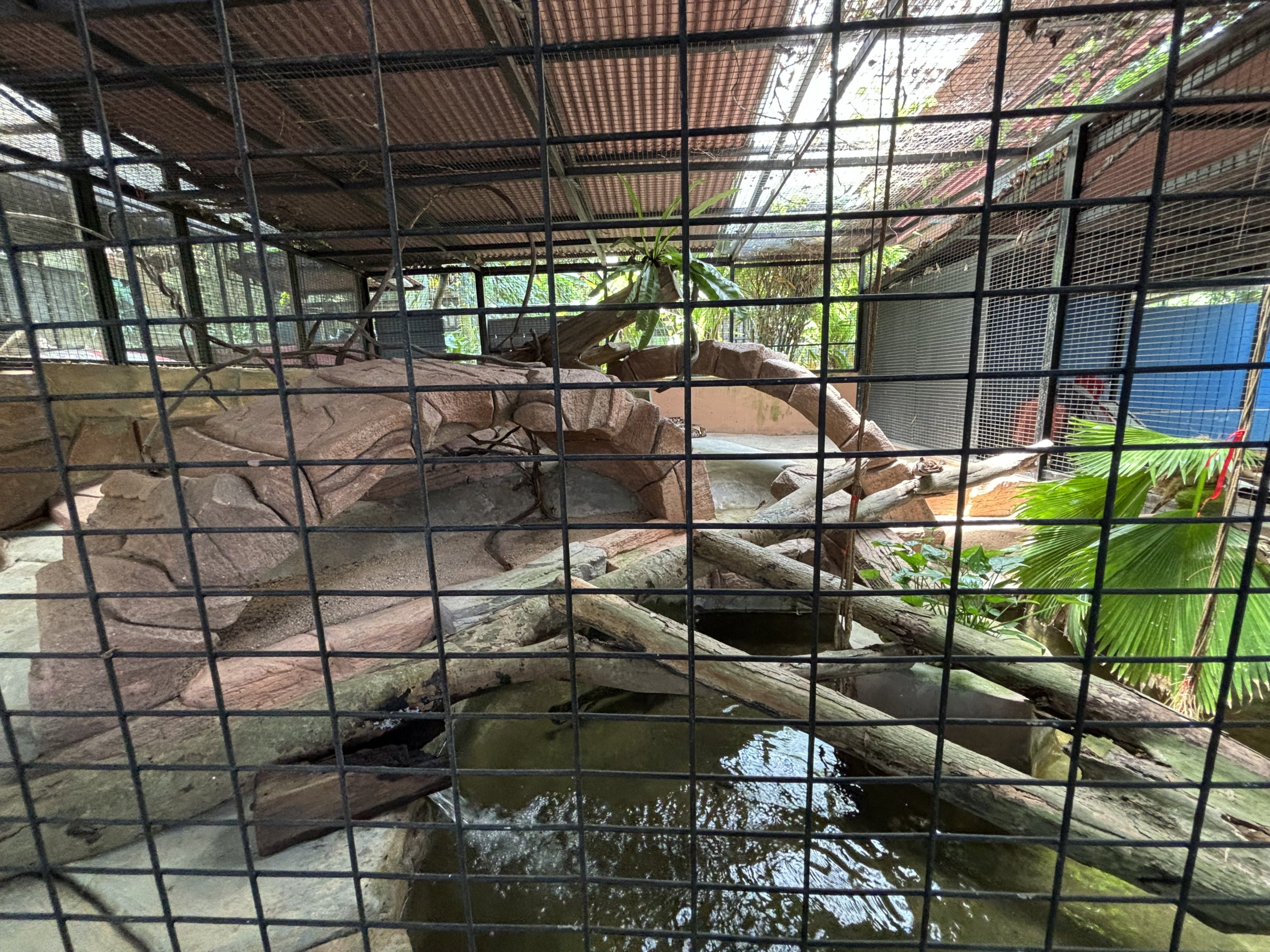 Reticulated Python Exhibit #2