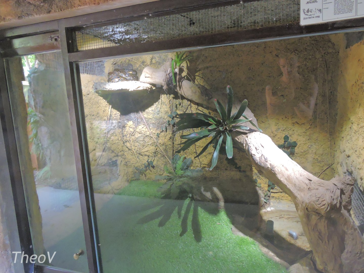 Reticulated python exhibit [2016]