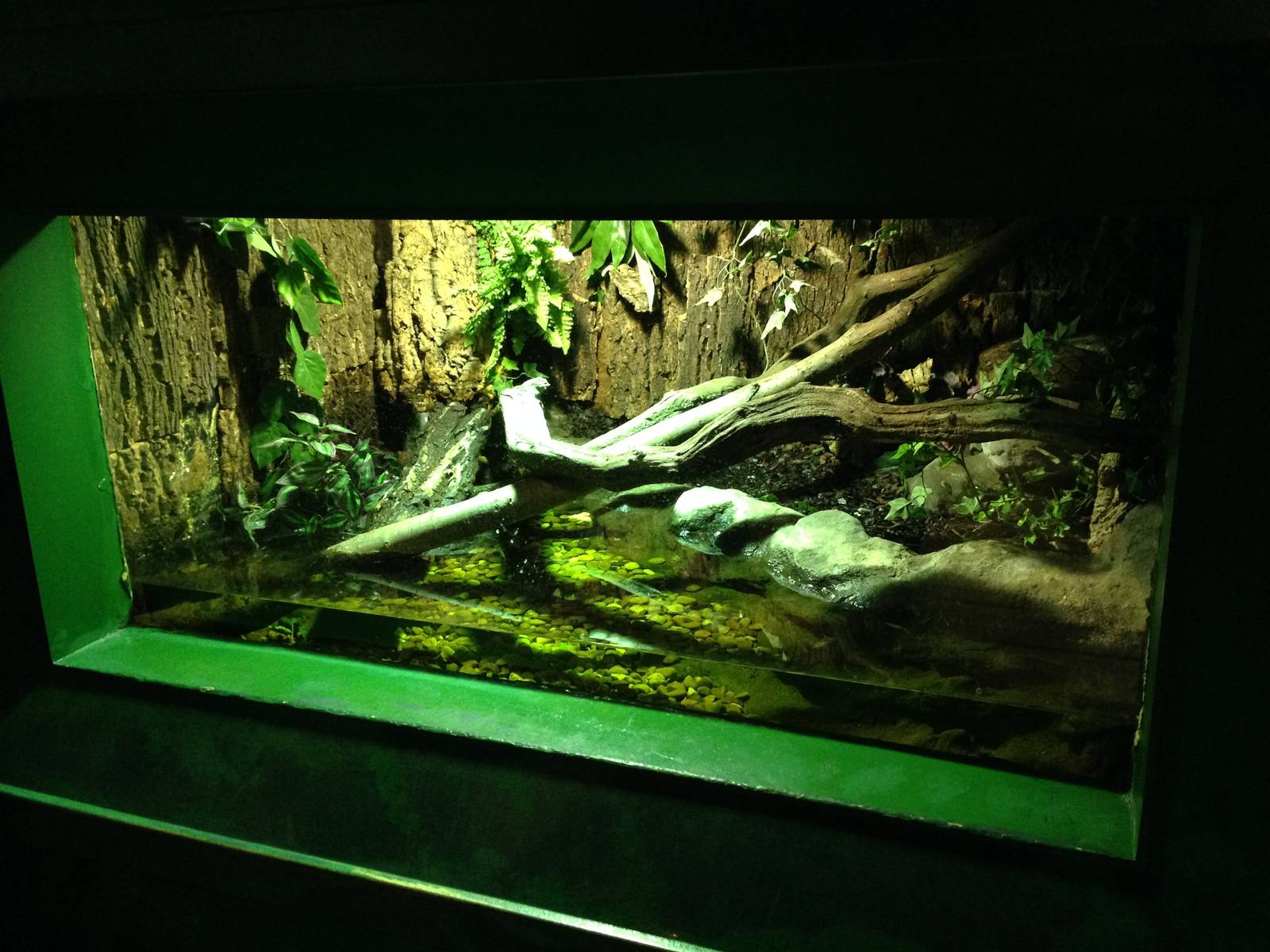 Reticulated Python Exhibit at Blue Planet Aquarium - 05/10/2013