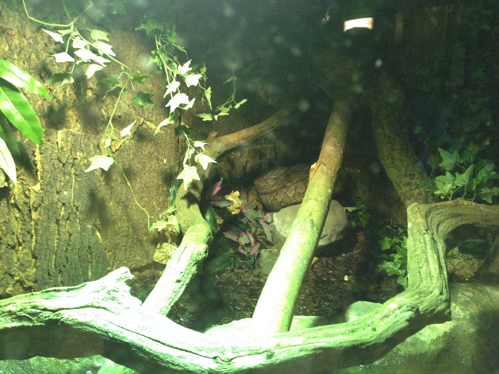 Reticulated Python Exhibit at Blue Planet Aquarium - 05/10/2013
