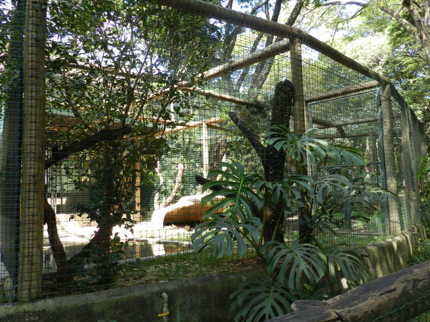 Reticulated python exhibit - Belo Horizonte zoo