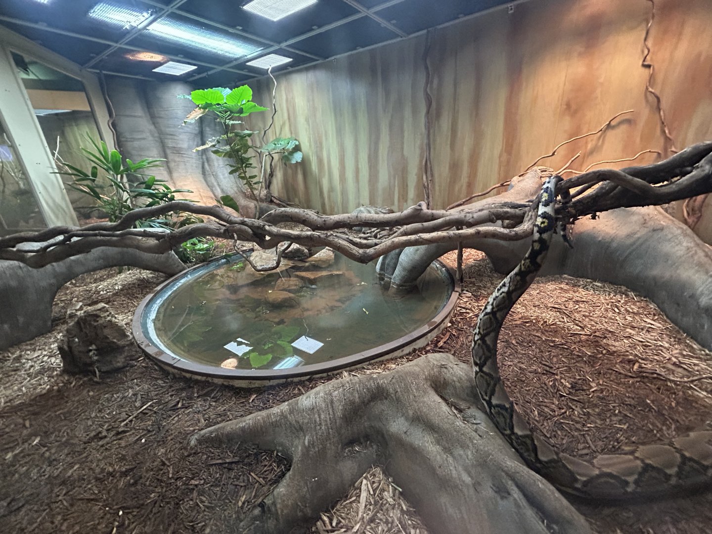 Reticulated Python Exhibit - Desert Dome