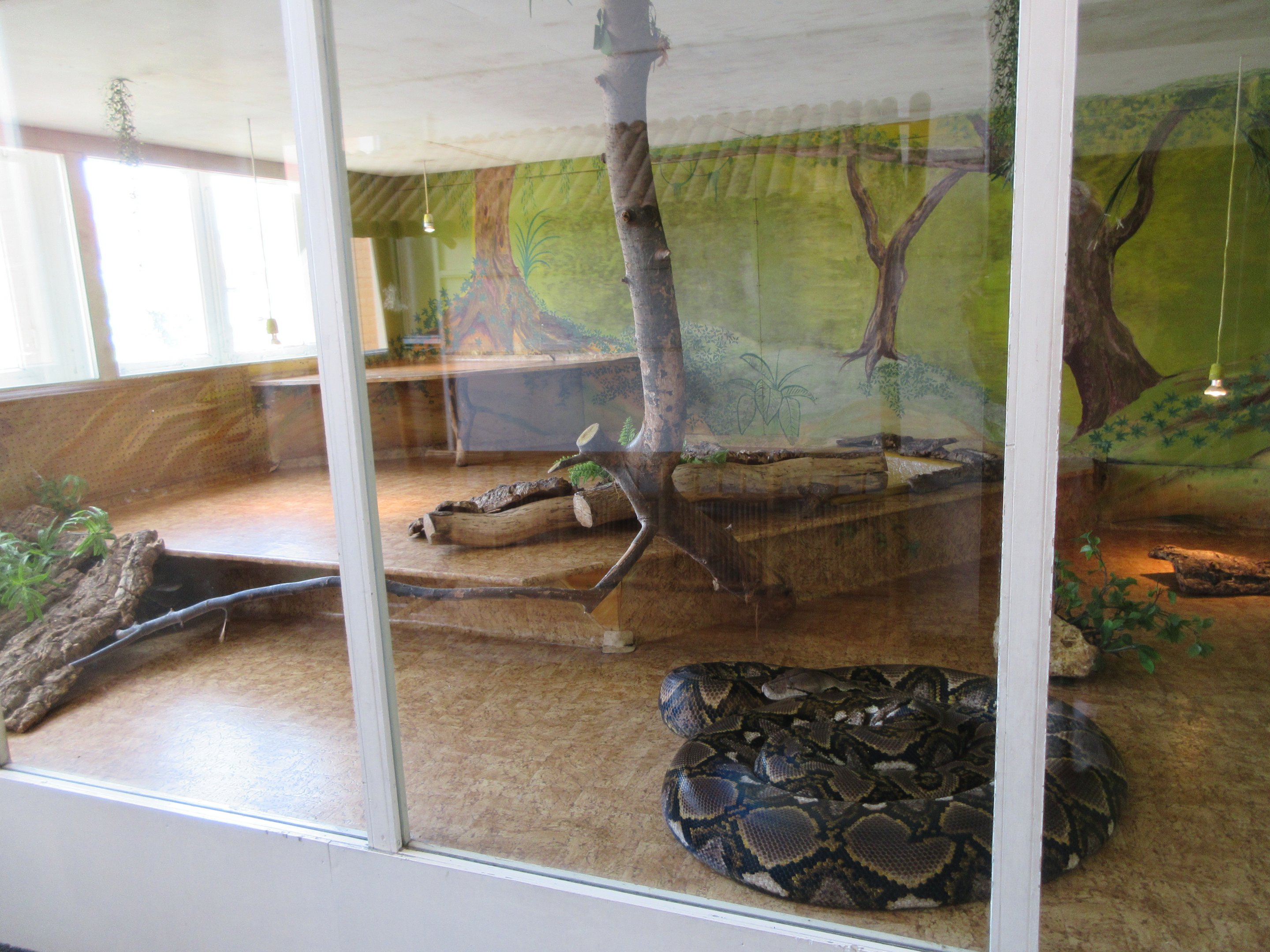 Reticulated Python Exhibit (note the laminate flooring)