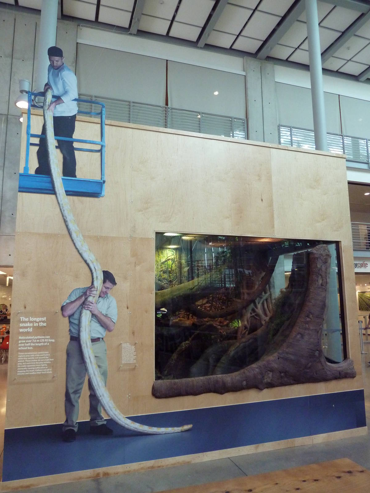 Reticulated Python Exhibit