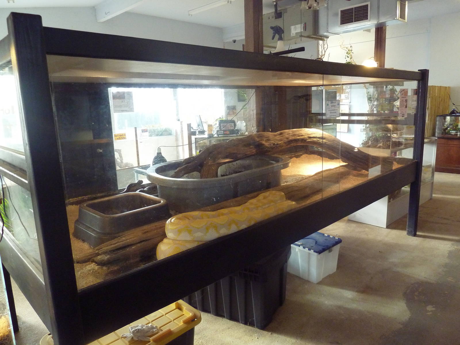 Reticulated Python Exhibit