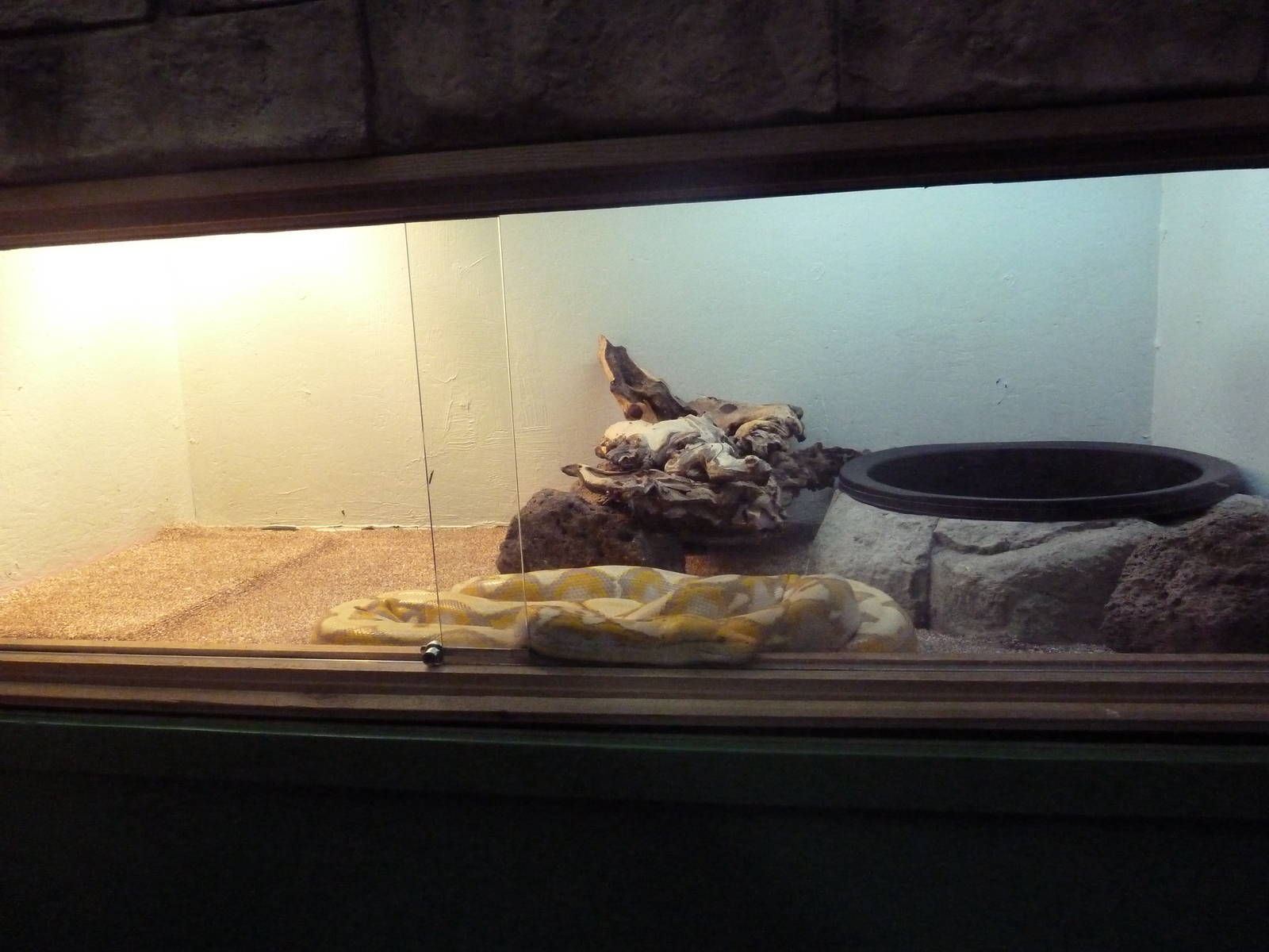 Reticulated Python Exhibit