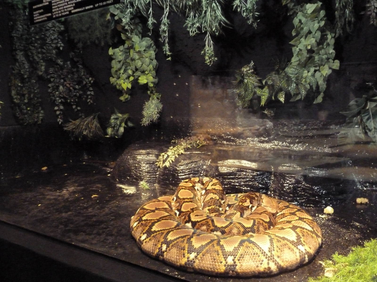 Reticulated Python Exhibit