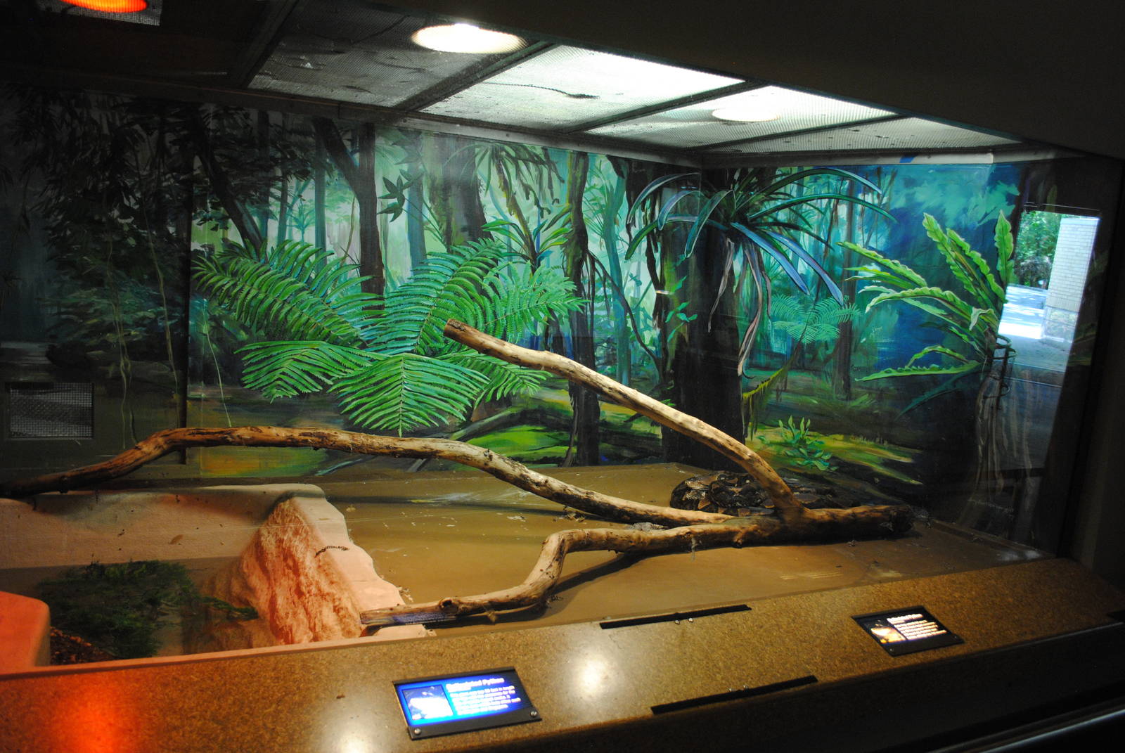 Reticulated Python exhibit