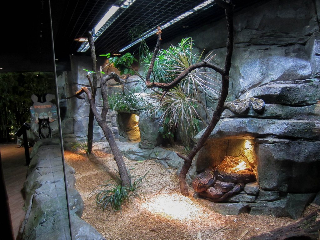 Reticulated Python Exhibit